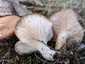 Ördögszekér-laskagomba (Pleurotus eryngii), Budai-hegység